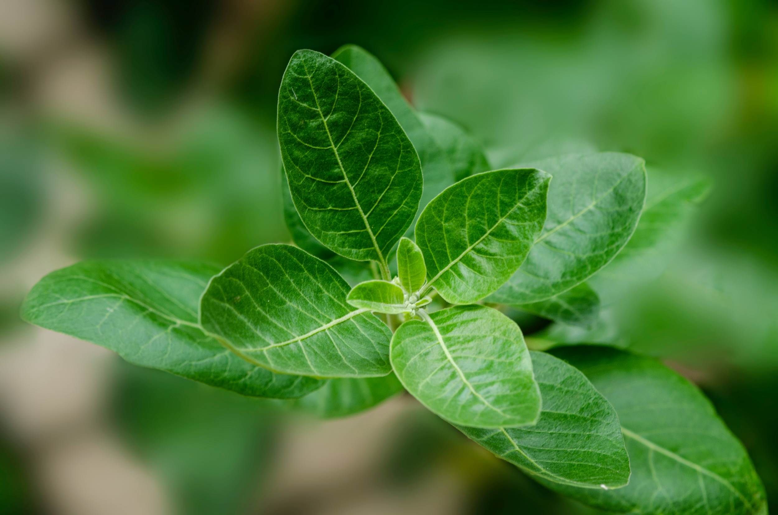Giải pháp tăng cường sinh lý nam tự nhiên